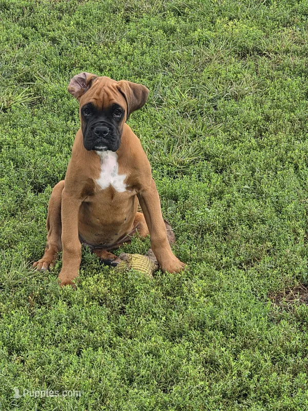 Rader – Boxer puppy for sale in New London, IA