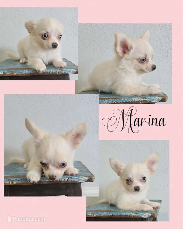 Marina – Chihuahua puppy for sale in New London, IA