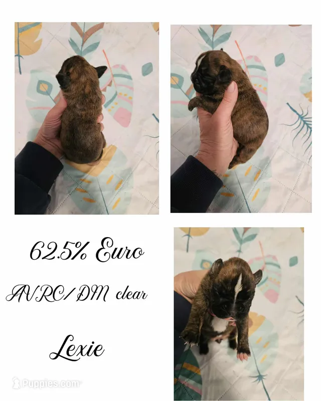LEXIE – Boxer puppy for sale in New London, IA