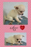 Audrey, a female Chihuahua for sale in New London, IA – 1 of 3