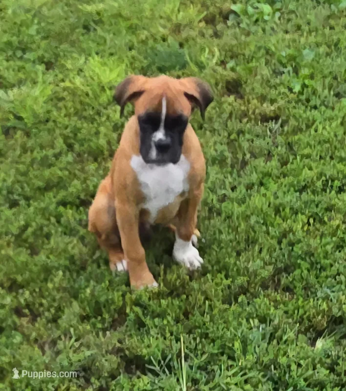 Rocco – Boxer puppy for sale in New London, IA