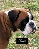 Dudette, a female Boxer for sale in New London, IA – 3 of 3