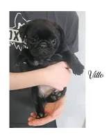 VITTO, a male Pug for sale in New London, IA – Photo 1 of 3