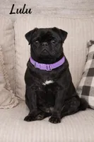 VITTO, a male Pug for sale in New London, IA – Photo 2 of 3