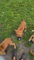 Roman, a male Boxer for sale in New London, IA – 4 of 4