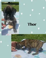 Thor, a male Boxer for sale in New London, IA – 1 of 3