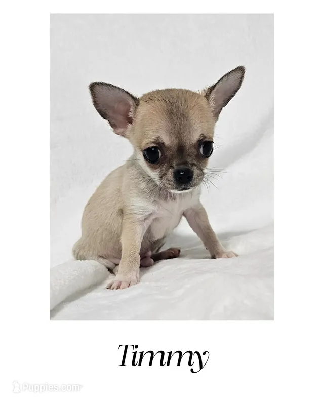 Timmy SH – Chihuahua puppy for sale in New London, IA