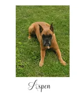 Rocco, a male Boxer for sale in New London, IA – 3 of 4