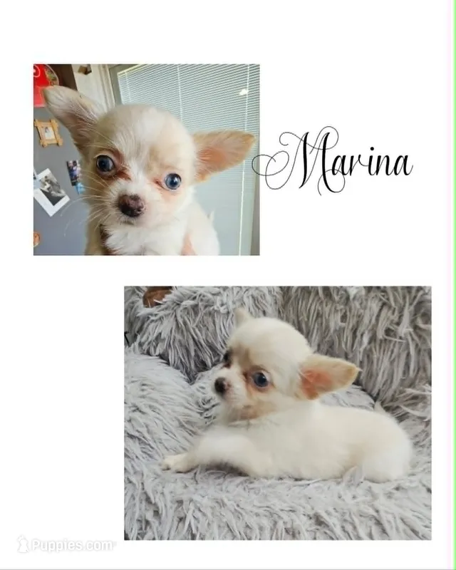 Marina – Chihuahua puppy for sale in New London, IA