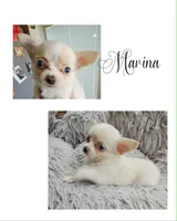 Marina, a female Chihuahua for sale in New London, IA – 1 of 1