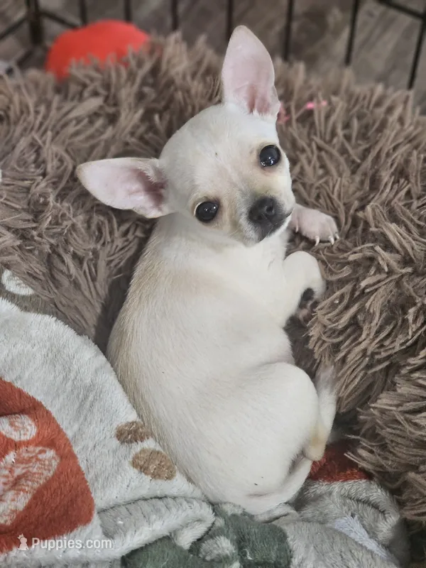 Karma – Chihuahua puppy for sale in New London, IA
