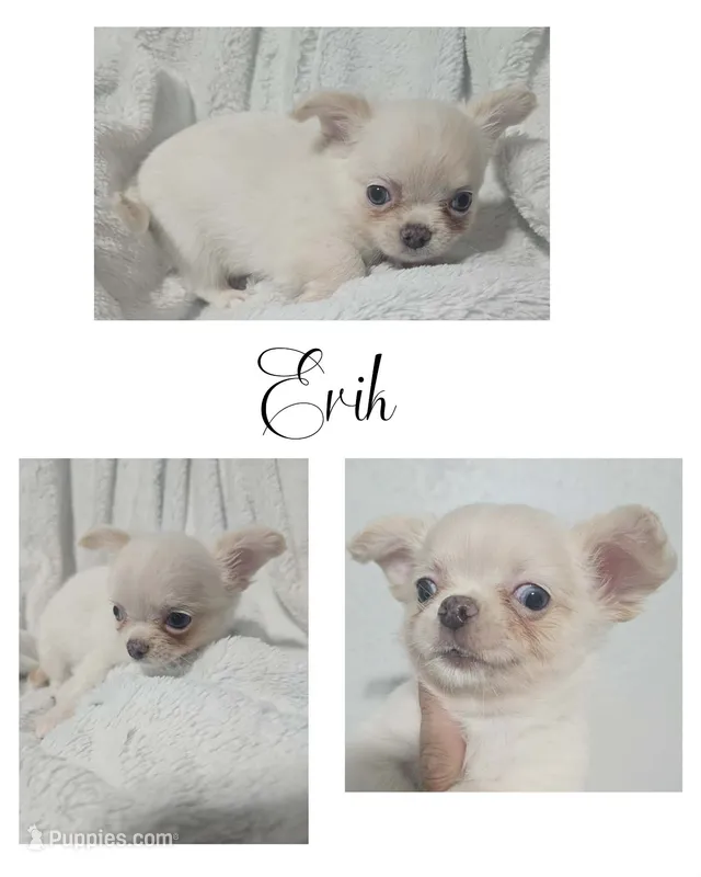 Erik – Chihuahua puppy for sale in New London, IA