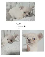 Erik, a male Chihuahua for sale in New London, IA – 1 of 3