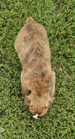 Shaq, a male Boxer for sale in New London, IA – 3 of 6