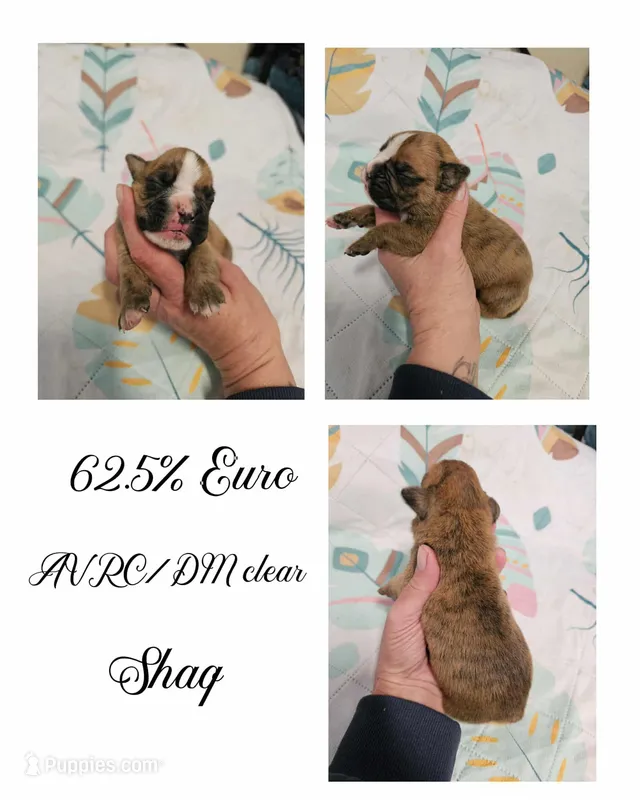 Shaq – Boxer puppy for sale in New London, IA