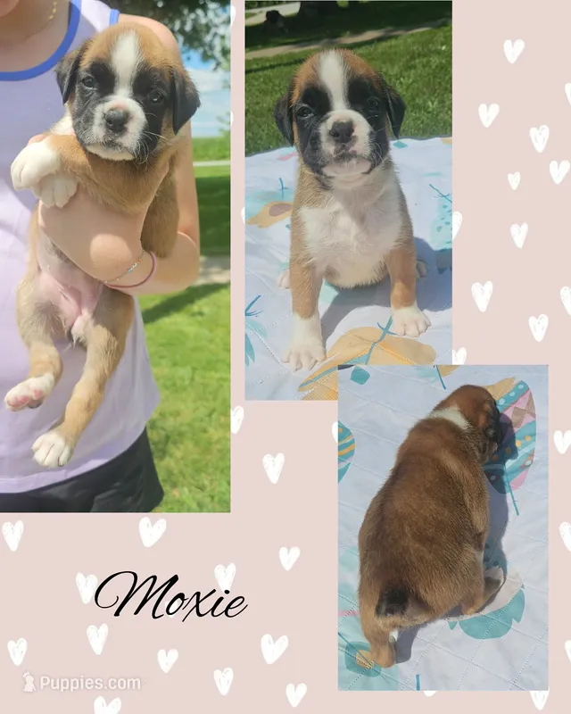 Moxie – Boxer puppy for sale in New London, IA