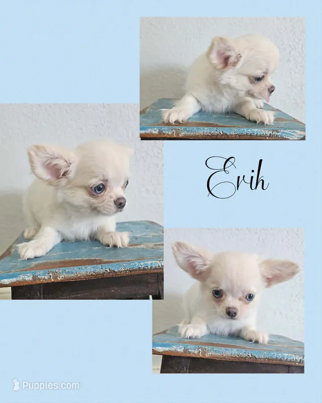 Erik – Chihuahua puppy for sale in New London, IA
