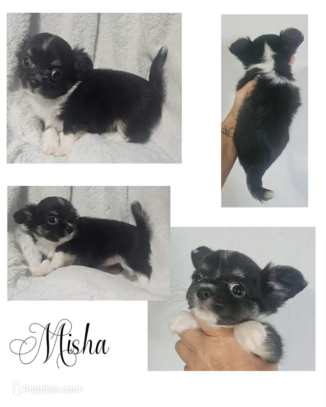 Misha – Chihuahua puppy for sale in New London, IA