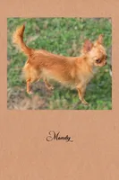 SINATRA, a male Chihuahua for sale in New London, IA – 3 of 3