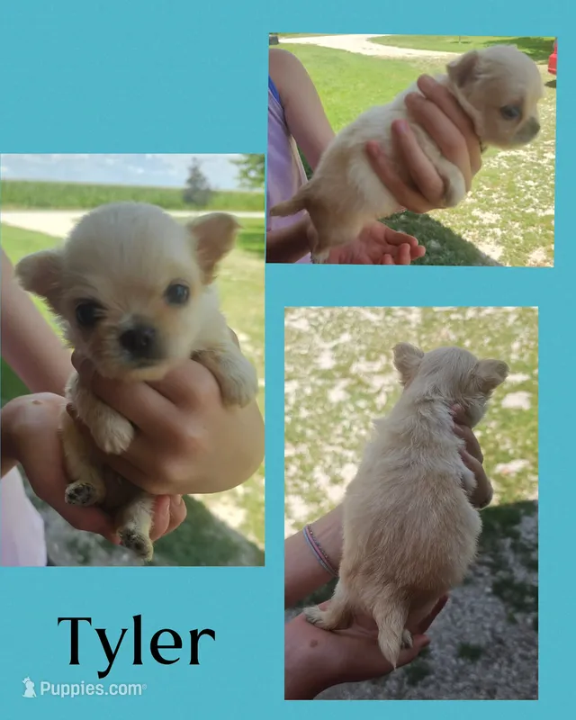 Tyler LH – Chihuahua puppy for sale in New London, IA
