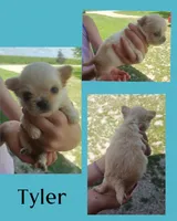 Tyler LH, a male Chihuahua for sale in New London, IA – 1 of 3