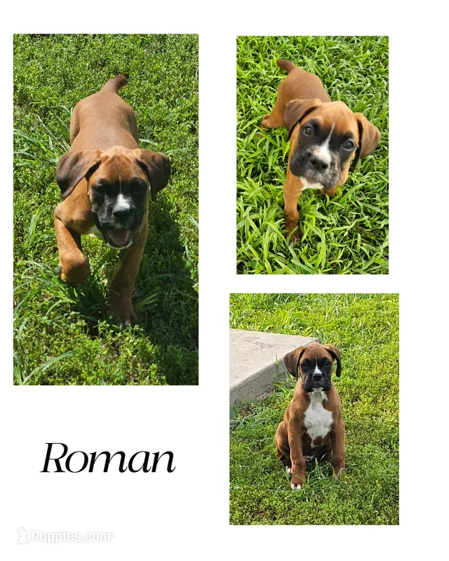 Roman – Boxer puppy for sale in New London, IA