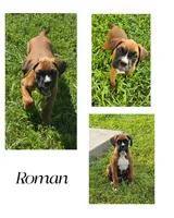 Roman, a male Boxer for sale in New London, IA – 1 of 2