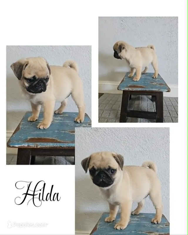 Hilda – Pug puppy for sale in New London, IA