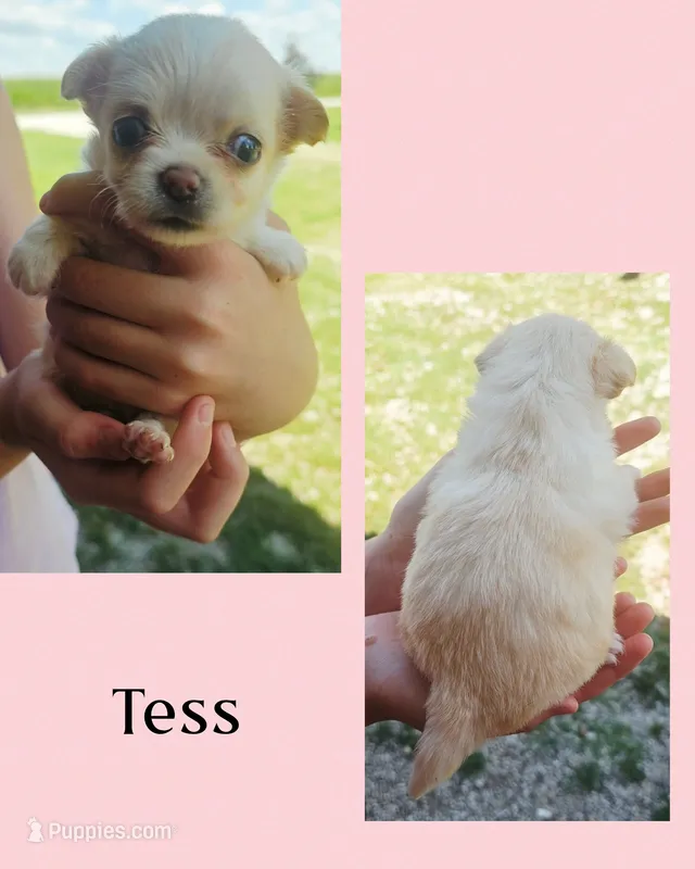 Tess LH – Chihuahua puppy for sale in New London, IA