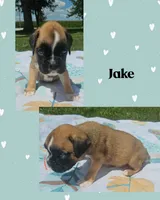 Jake, a male Boxer for sale in New London, IA – 1 of 3