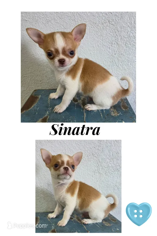 SINATRA, a male Chihuahua for sale in New London, IA – 1 of 3