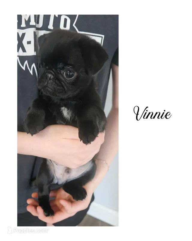 VINNIE – Pug puppy for sale in New London, IA