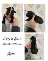 KOBE, a male Boxer for sale in New London, IA – Photo 1 of 3