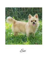 Tad SH, a male Chihuahua for sale in New London, IA – 3 of 3