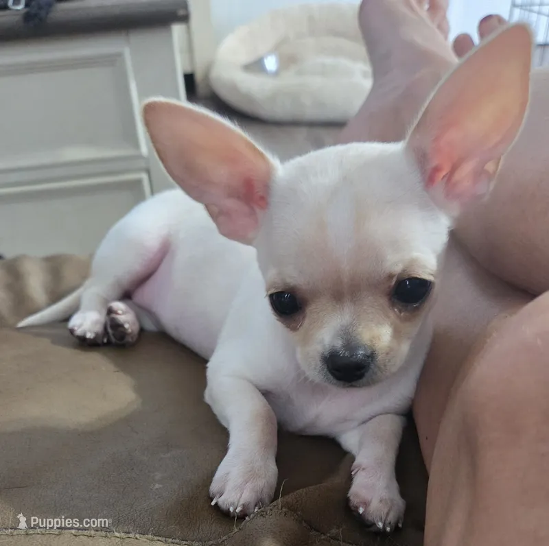 Karma – Chihuahua puppy for sale in New London, IA