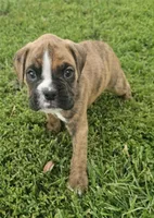 Shaq, a male Boxer for sale in New London, IA – 2 of 6