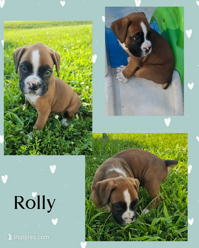 Rolly – Boxer puppy for sale in New London, IA