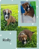 Rolly, a male Boxer for sale in New London, IA – 1 of 1