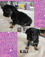 Kiki, a female Chihuahua for sale in New London, IA – Photo 2 of 2