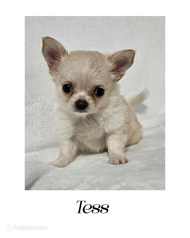 Tess LH – Chihuahua puppy for sale in New London, IA