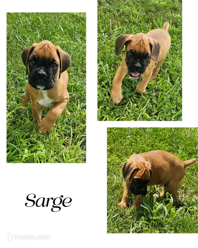 Sarge – Boxer puppy for sale in New London, IA