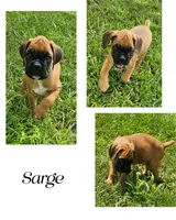 Sarge, a male Boxer for sale in New London, IA – 1 of 4