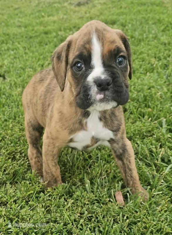 Shaq – Boxer puppy for sale in New London, IA