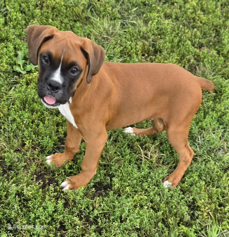 Roman – Boxer puppy for sale in New London, IA