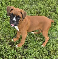 Roman, a male Boxer for sale in New London, IA – 1 of 4