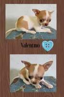 Valentino, a male Chihuahua for sale in New London, IA – 1 of 3