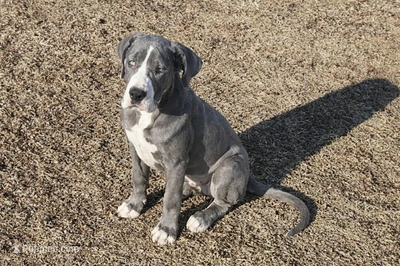 Maxx – Great Dane puppy for sale in New London, IA