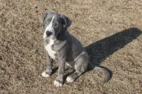 Maxx, a male Great Dane for sale in New London, IA – 1 of 3