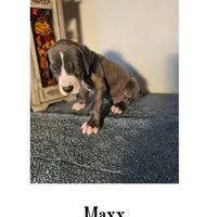 Maxx, a male Great Dane for sale in New London, IA – Photo 2 of 2