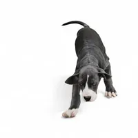 Maxx, a male Great Dane for sale in New London, IA – Photo 1 of 2